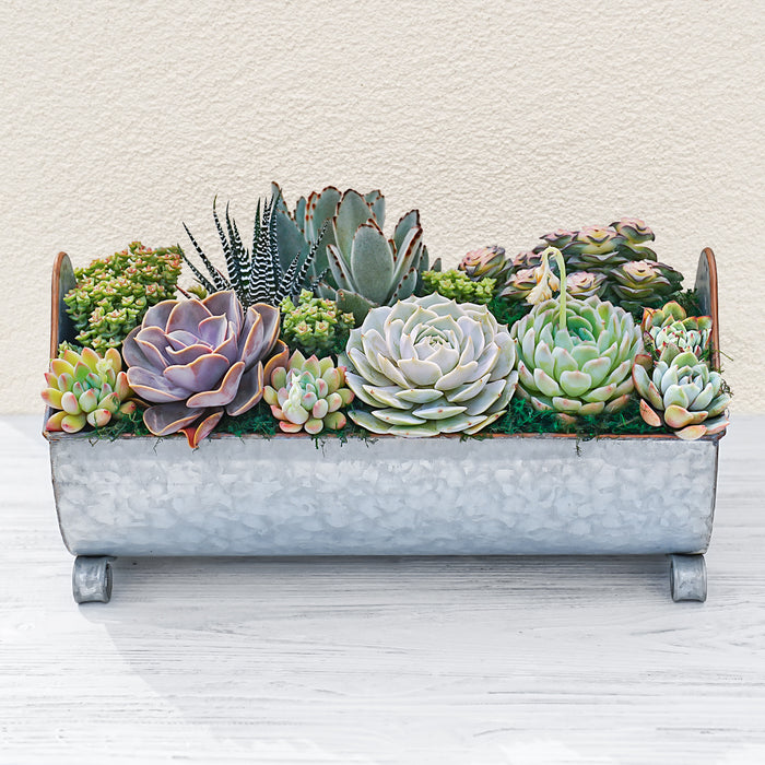 14" Succulent Centerpiece Table Decor Gift