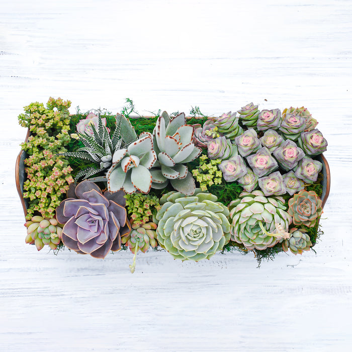 14" Succulent Centerpiece Table Decor Gift