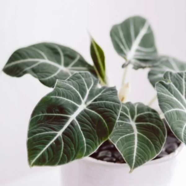 alocasia black velvet has thick green leaves
