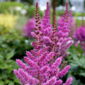 Visions Astilbe raspberry-pink plumes above compact green foliage