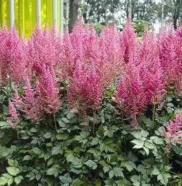 Raspberry pink Astilbe flowers planted with hostas and ferns in a shade garden
