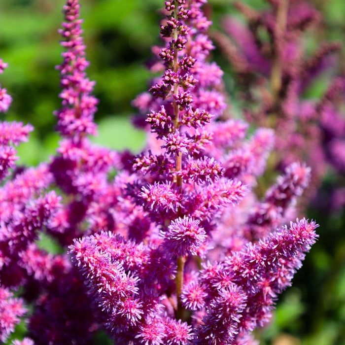 Close-up of Astilbe Visions dense pink plume flowers attracting pollinators