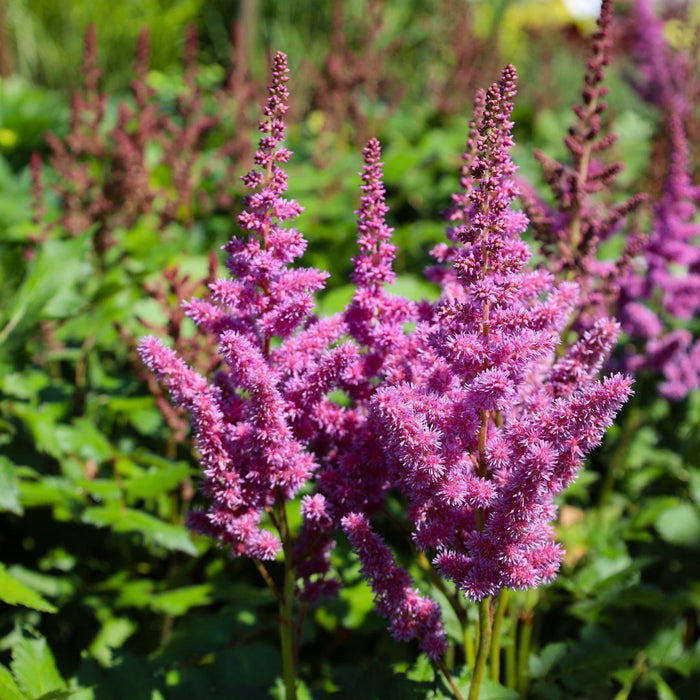 Astilbe Visions with raspberry-pink plume flowers blooming in a moist shade garden