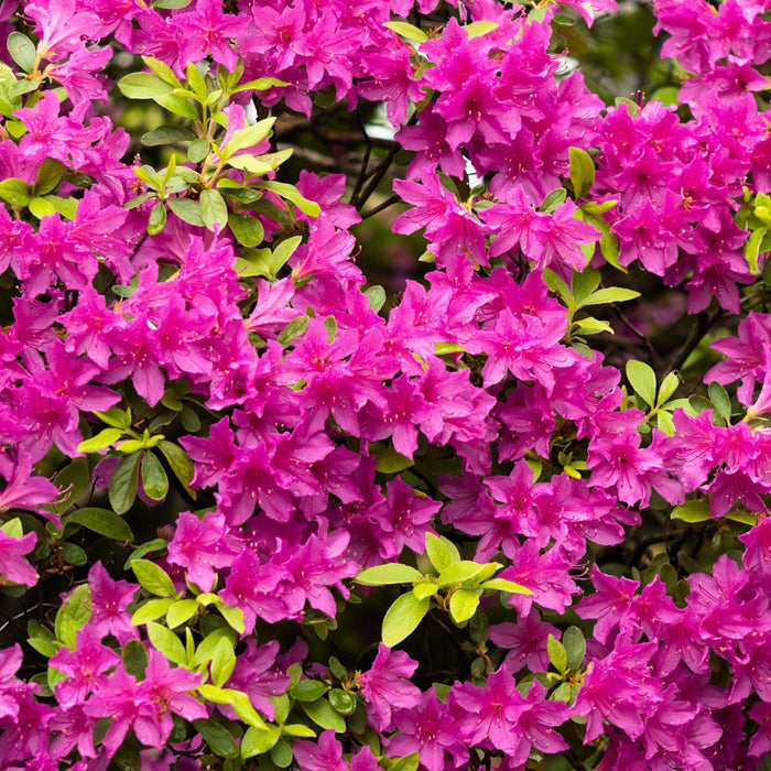 Autumn Amethyst® Encore® azalea in a foundation bed, compact evergreen shrub with rich purple blooms for long-season curb appeal.