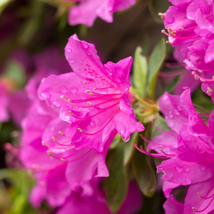 Close-up of Autumn Amethyst® Encore® azalea flowers, saturated purple blooms with soft texture during spring and repeat bloom cycles.
