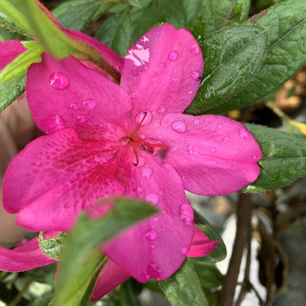 Autumn Amethyst® Encore® azalea in a large patio container, evergreen structure and purple rebloom paired with perennials and foliage plants.