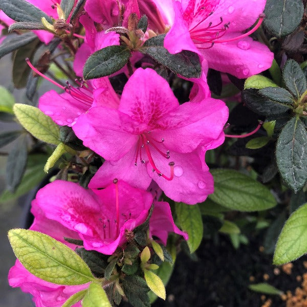 The bright purple flowers of Autumn Amethyst Encore azalea