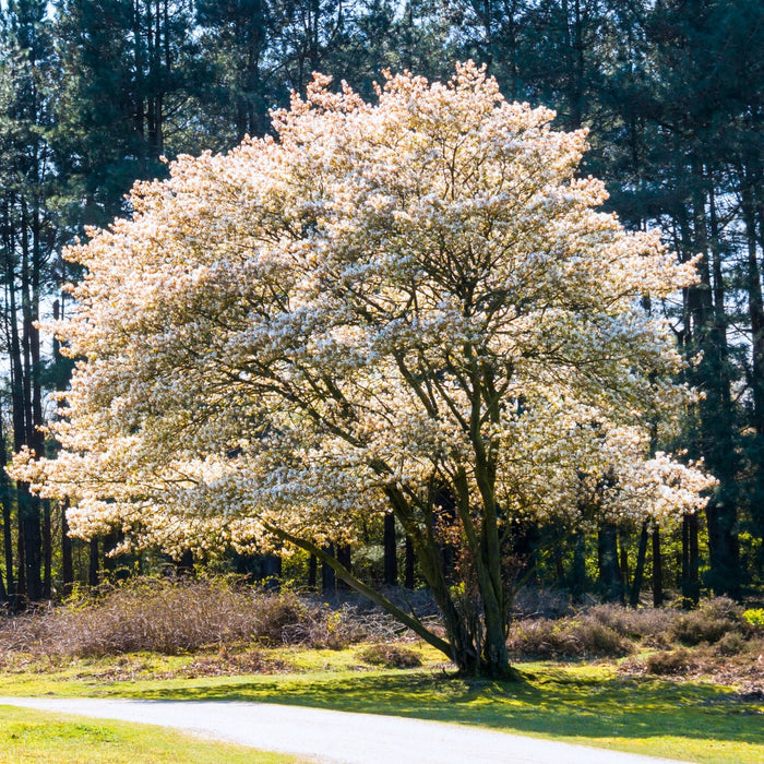 Autumn Brilliance Serviceberry with white spring flowers and refined branching in a sunny landscape