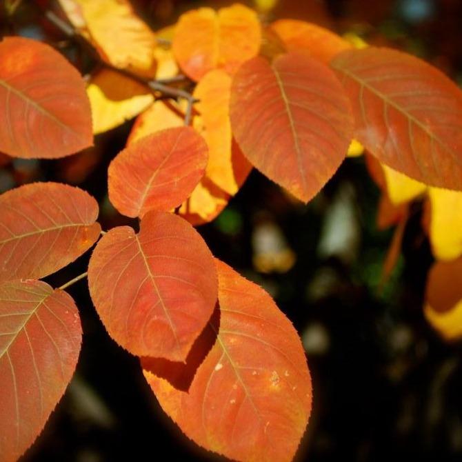 Amelanchier Serviceberry tree with copper-red and orange foliage in the fall