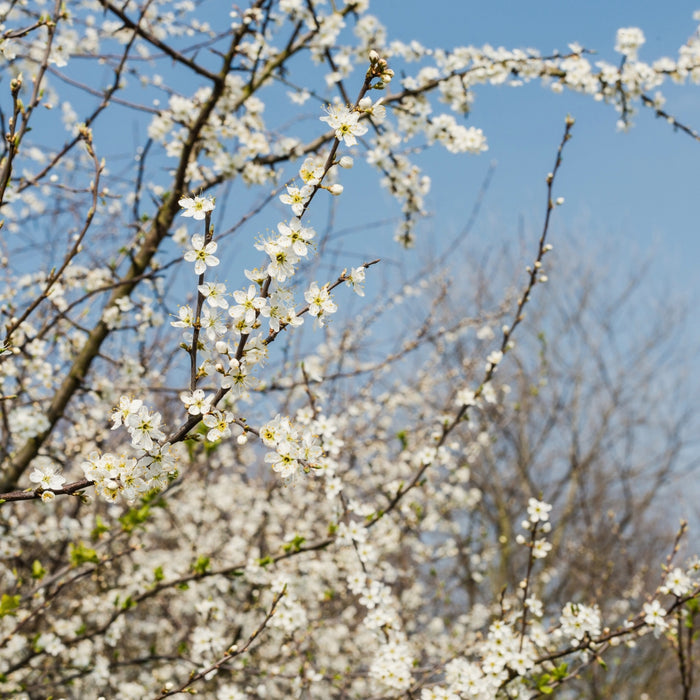 Close-up of Autumn Brilliance Serviceberry blossoms showing airy white spring flowers