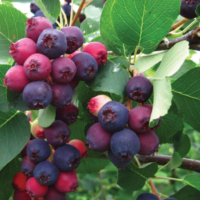 Ripe Juneberries on Autumn Brilliance Serviceberry in early summer
