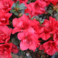 Autumn Fire® Encore® azalea in a foundation bed, compact evergreen mound covered in true red blooms for season-long curb appeal.