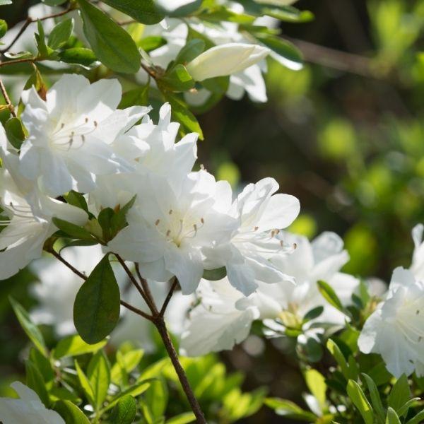 Autumn Moonlight Encore Azalea Shrubs produces quite a show of Pure White Flowers