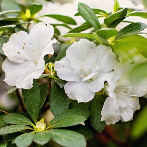 Close-up of the bright white flowers of Autumn Moonlight Encore Azalea Shrub