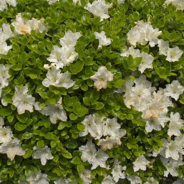 Autumn Moonlight Encore Azalea Shrubs in full flower