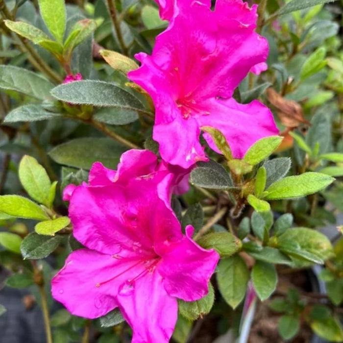 Close-up of Autumn Royalty® Encore® azalea flowers, saturated purple petals with soft texture and repeat-blooming color.