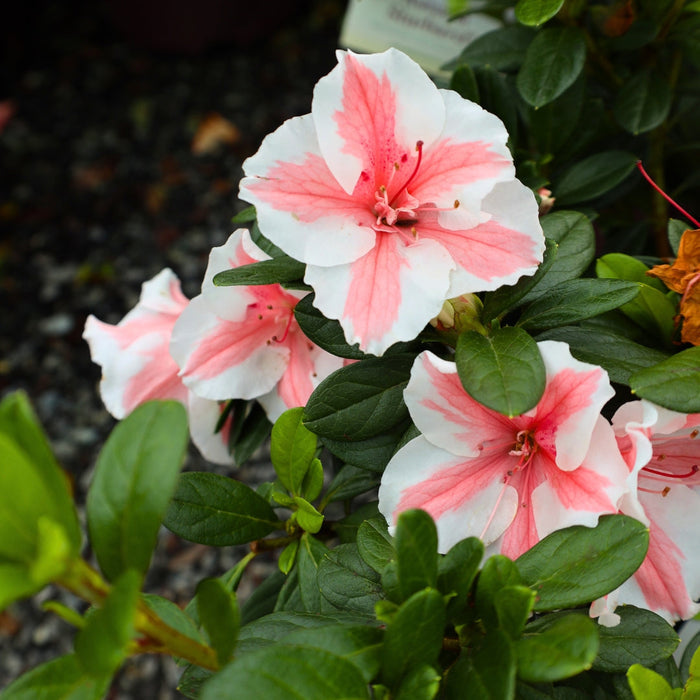 Autumn Starburst® Encore® azalea in foundation bed, evergreen shrub covered in coral-pink blooms with bold white edges.