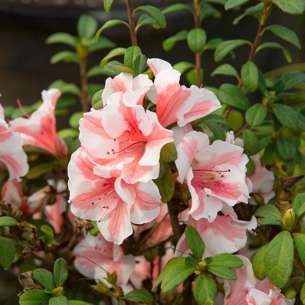 Autumn Starburst® Encore® azalea habit, compact rounded evergreen shrub with dark green foliage and dense branching.