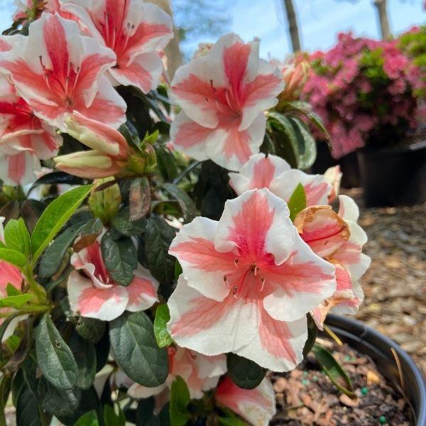 Autumn Starburst® Encore® azalea blooming in a 3-gallon pot