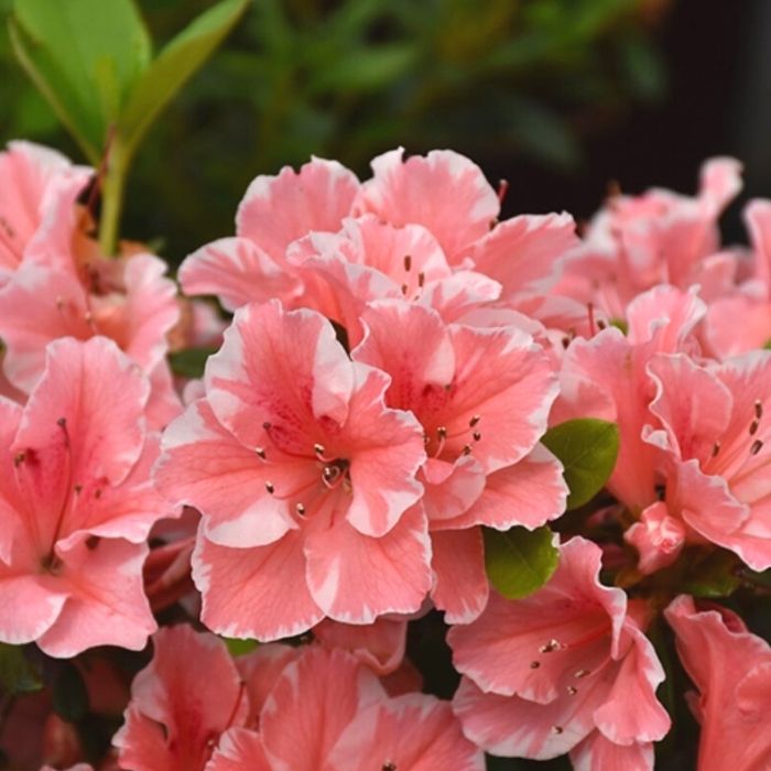Close-up of Autumn Starburst® azalea flower, coral-pink center with crisp white margins on each petal, high-contrast bicolor.