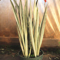 white and green variegated foliage on bantels sensation snake plant