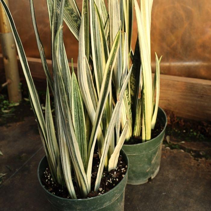 bantels sensation snake plant low light houseplant