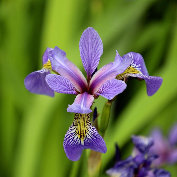 Iris versicolor blooming with violet-blue flowers and upright sword-like foliage