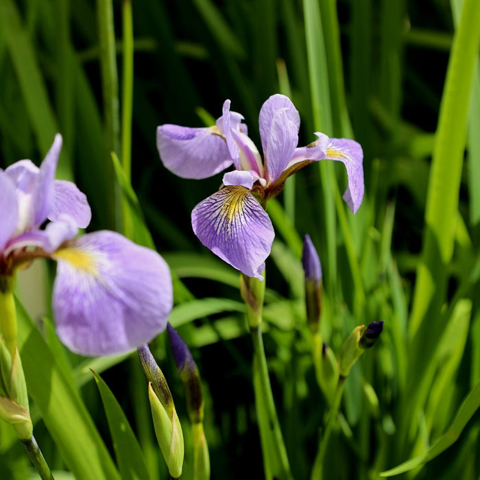Blue Flag Iris with purple-blue flowers blooming in a wet native rain garden planting