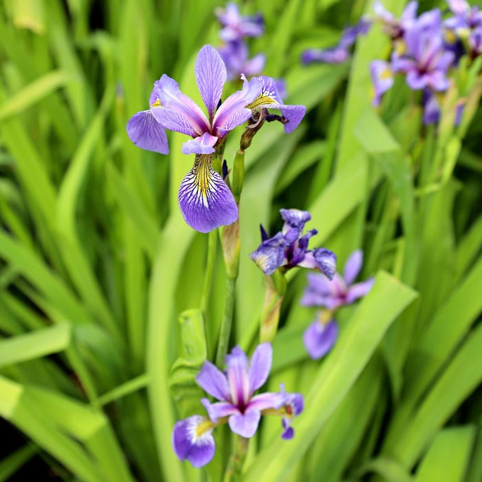 Native wetland iris growing in a rain garden with purple-blue flowers