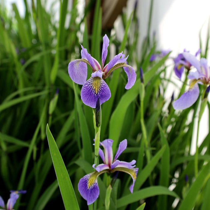 Deer resistant Blue Flag Iris naturalizing in a damp meadow planting