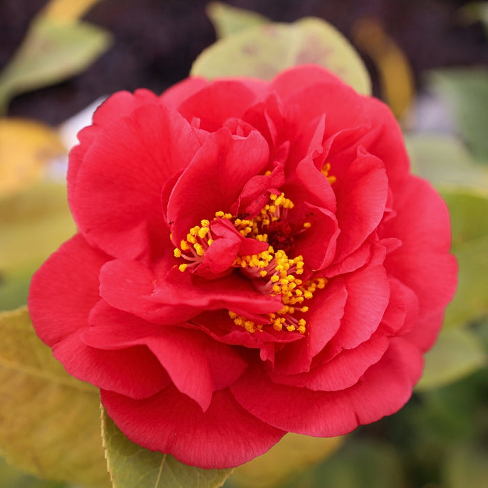 Close-up of Kramer's Supreme camellia bloom, layered rosy-red peony-form petals with rich texture against dark green leaves.