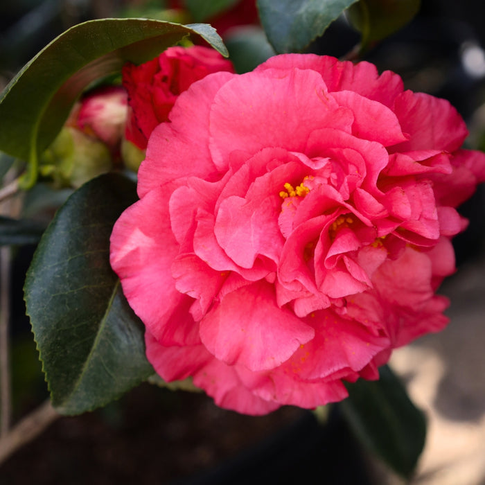 vibrant pinkish red kramer's supreme camellia bloom in early spring
