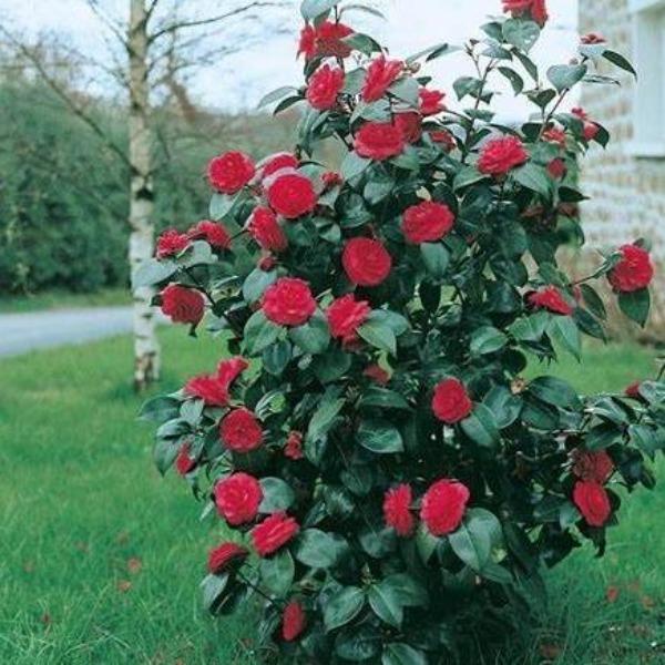 Kramer's Supreme camellia habit showing dense evergreen branching, upright shrub form, mature size about 6–8 ft tall and 5–6 ft wide.