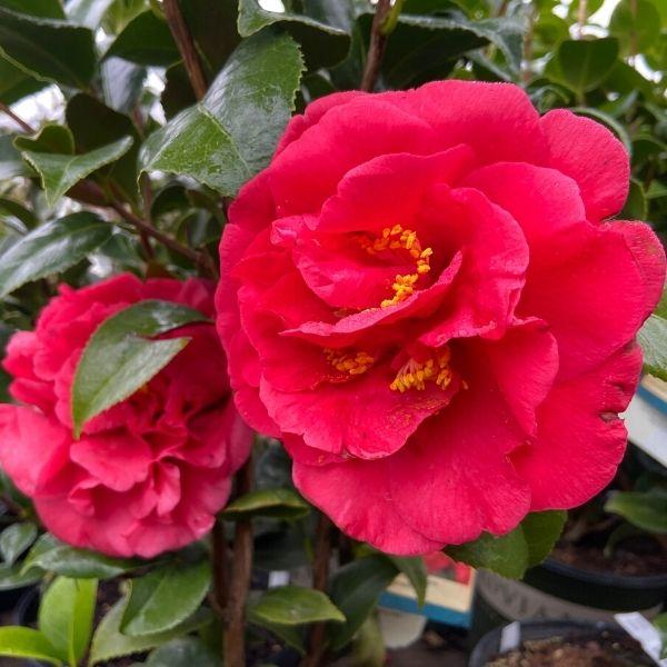 close-up picture of red blooming Camellia Kramer's Supreme