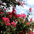 Dwarf cherry dazzle crape myrtle shrubs in full bloom
