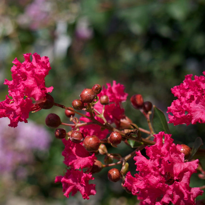 vibrant cherry pink blooms on crape myrtle shrub