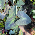 colocasia black beauty has giant leaves shaped like elephant ears