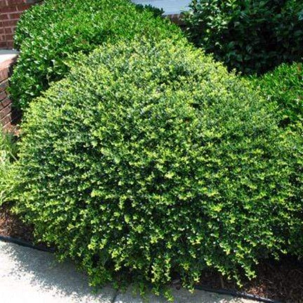 Compact Japanese Holly growing in a front landscape bed with dense evergreen foliage and a neat rounded shrub form