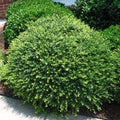 Compact Japanese Holly growing in a front landscape bed with dense evergreen foliage and a neat rounded shrub form