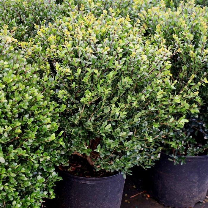Compact Japanese Holly in a 3-allon Pot ready to ship