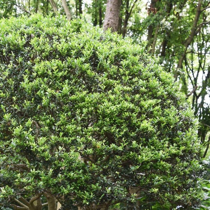 Compact Japanese Holly shrub with dense rounded habit, boxwood-like texture, and full evergreen coverage in the landscape