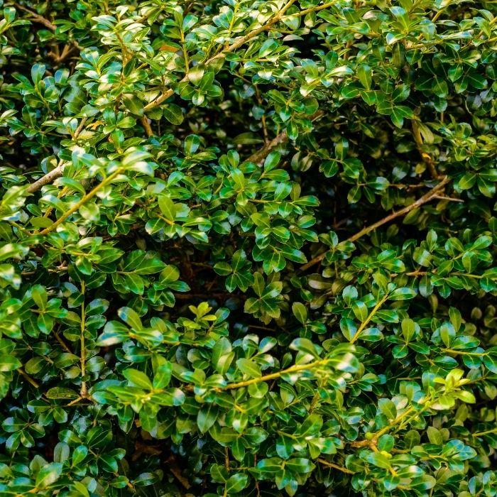 Close-up of Compact Japanese Holly foliage showing small glossy dark green leaves and tight evergreen branching
