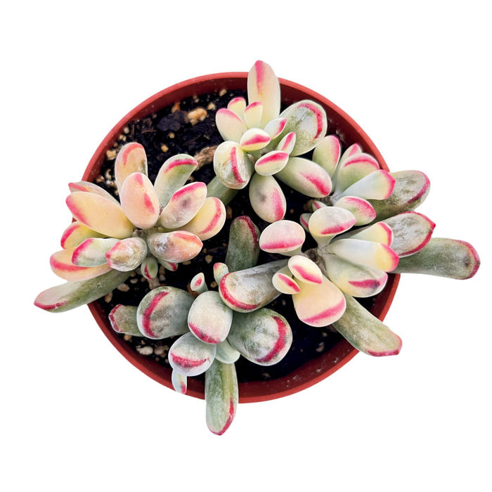 Cotyledon Orbiculata cv.long Leaf Variegated (4 inch) (Rare & Limited)