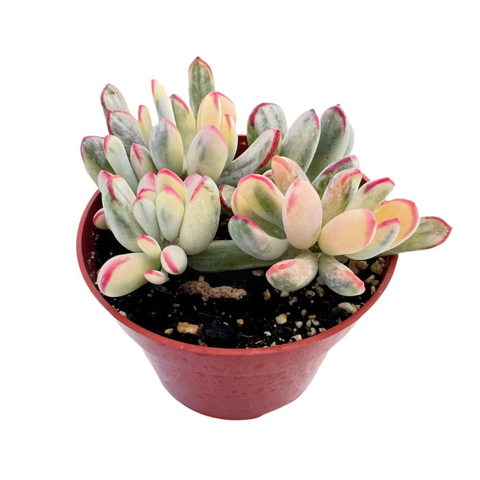 Cotyledon Orbiculata cv.long Leaf Variegated (4 inch) (Rare & Limited)