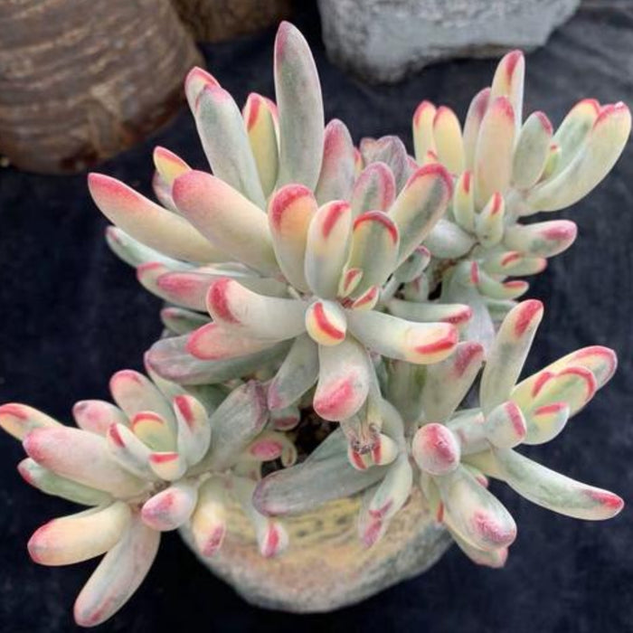 Cotyledon Orbiculata cv.long Leaf Variegated (4 inch) (Rare & Limited)