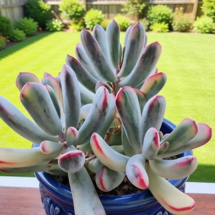 Cotyledon Orbiculata cv.long Leaf Variegated (4 inch) (Rare & Limited)
