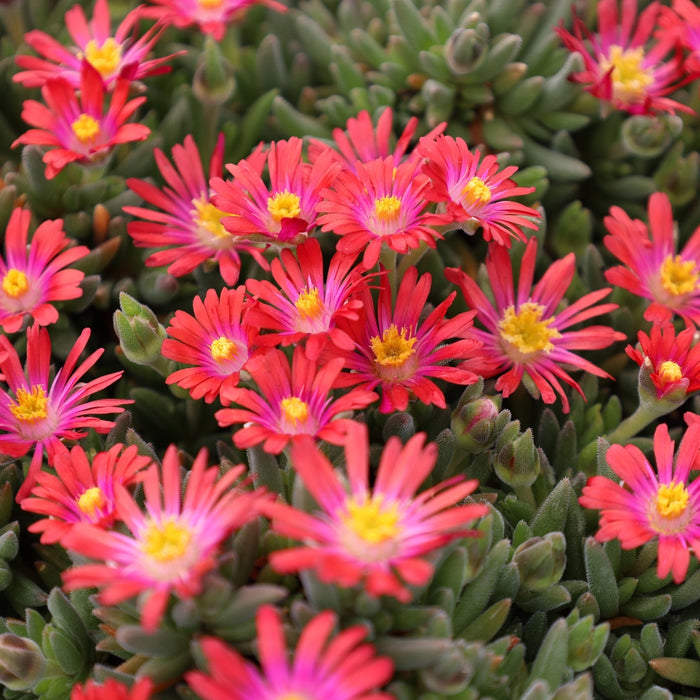 Delosperma Jewel of the Desert Garnet Ice Plant with red daisy-like flowers growing as a sunny succulent ground cover
