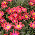 Delosperma Jewel of the Desert Garnet Ice Plant with red daisy-like flowers growing as a sunny succulent ground cover