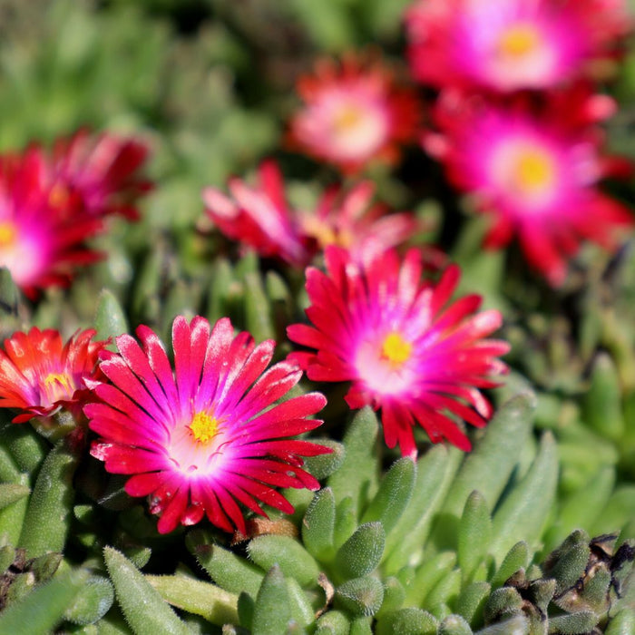 Delosperma succulent foliage and garnet-red flowers in a full sun container
