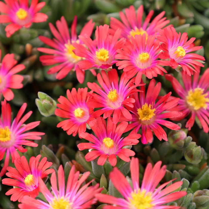 Jewel of the Desert Garnet Ice Plant blooming with red flowers in a rock garden